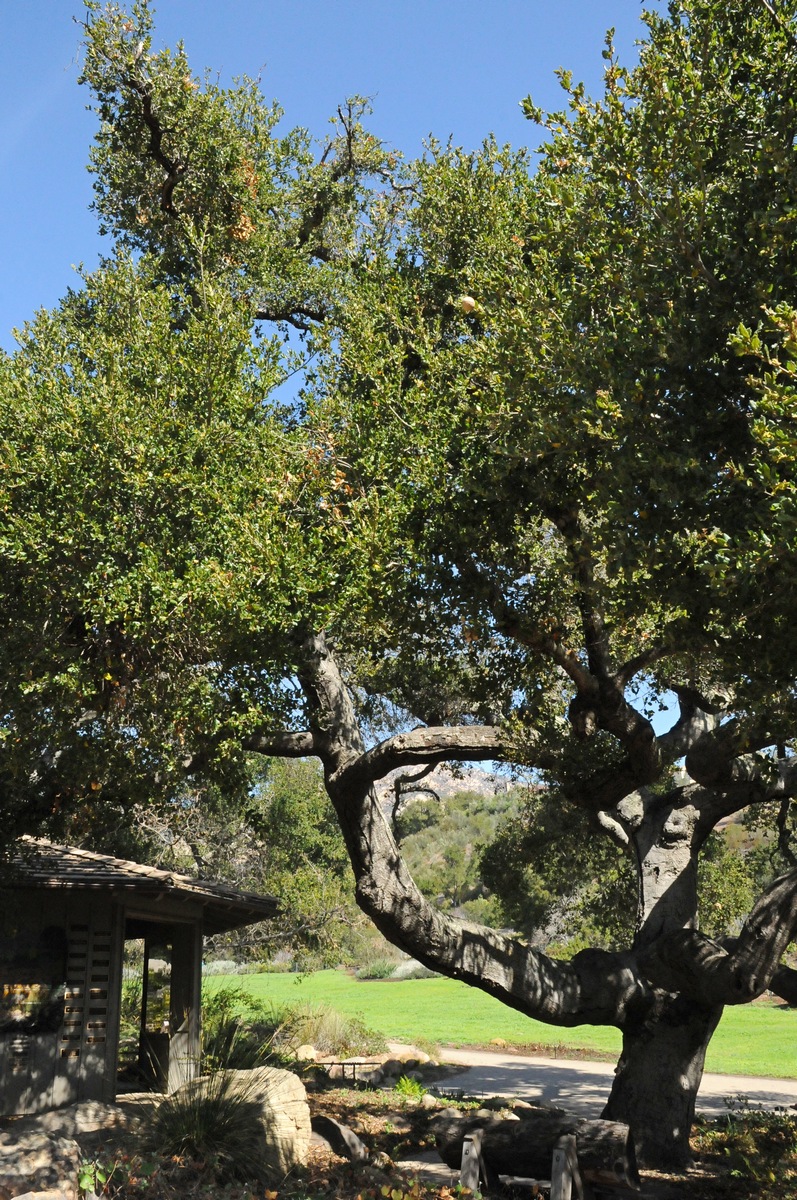 Image of Quercus agrifolia specimen.