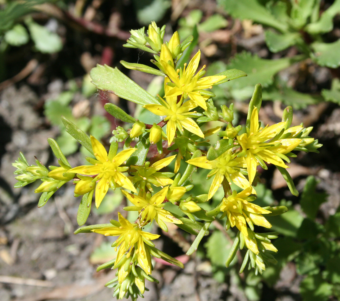 Изображение особи Aizopsis hybrida.