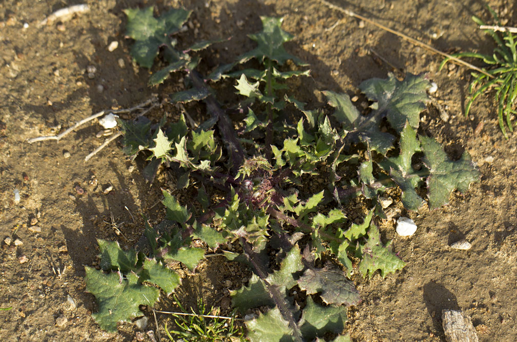 Изображение особи Sonchus oleraceus.