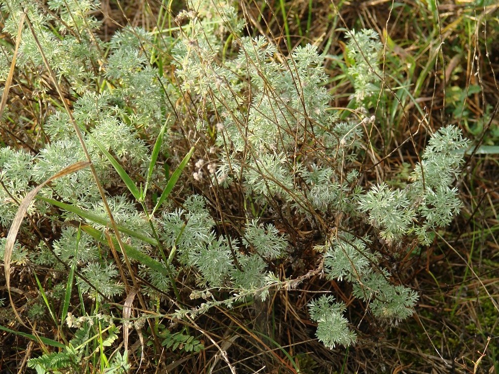 Изображение особи Artemisia frigida.