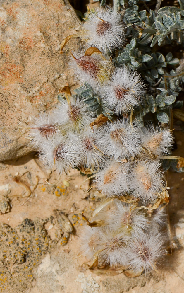 Изображение особи Astragalus amalecitanus.