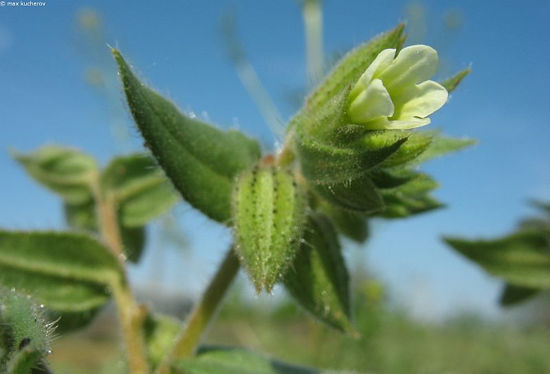 Image of Nonea lutea specimen.