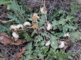 Taraxacum serotinum