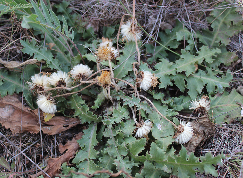 Image of Taraxacum serotinum specimen.