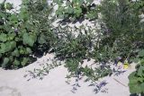 Solanum dulcamara. Цветущее растение. Украина, дельта Дуная, берег Чёрного моря, зарастающий пляж. 02.07.2009.