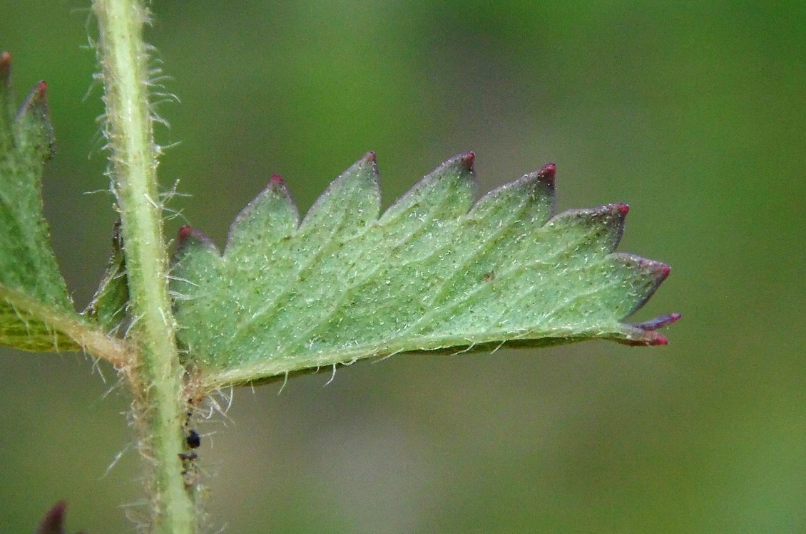 Image of Poterium polygamum specimen.