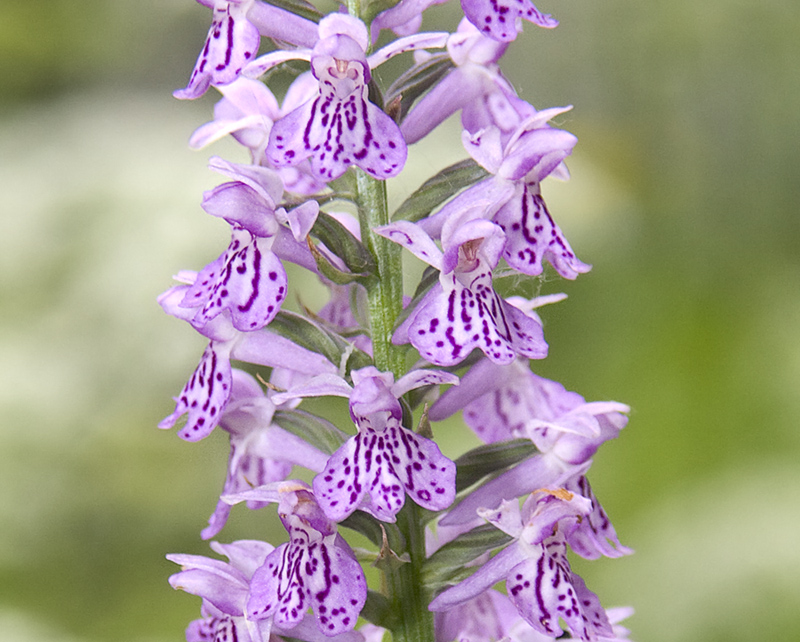 Image of genus Dactylorhiza specimen.