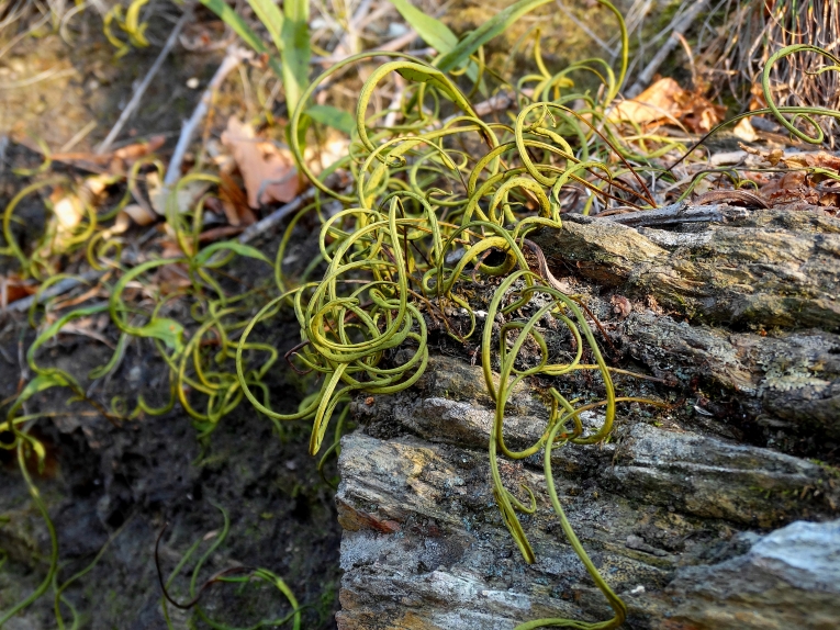 Изображение особи Lepisorus ussuriensis.