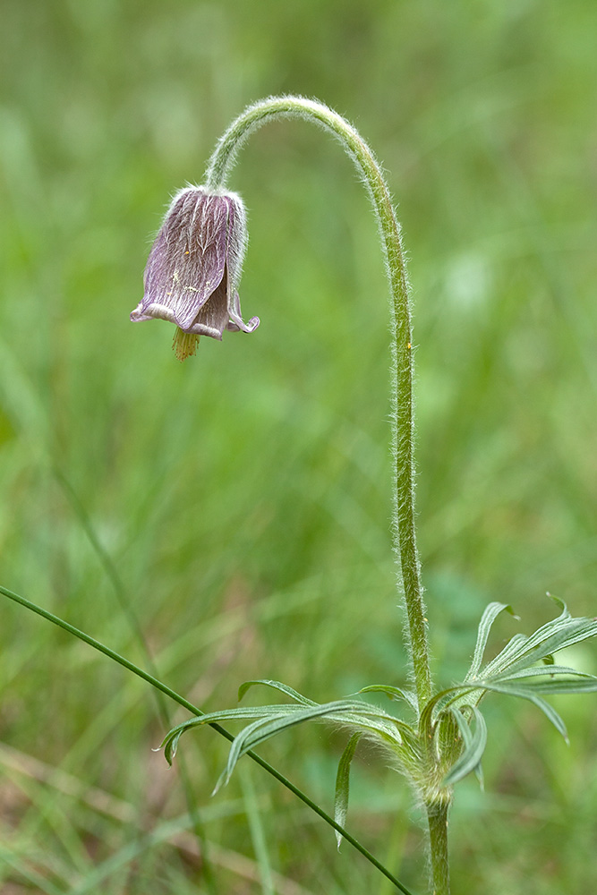 Изображение особи Pulsatilla pratensis.