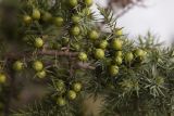 Juniperus deltoides. Часть ветви с незрелыми шишкоягодами. Греция, Пелопоннес, окр. г. Витина; туристическая тропа в пихтовом лесу на западном склоне горы Менало. 23.03.2015.