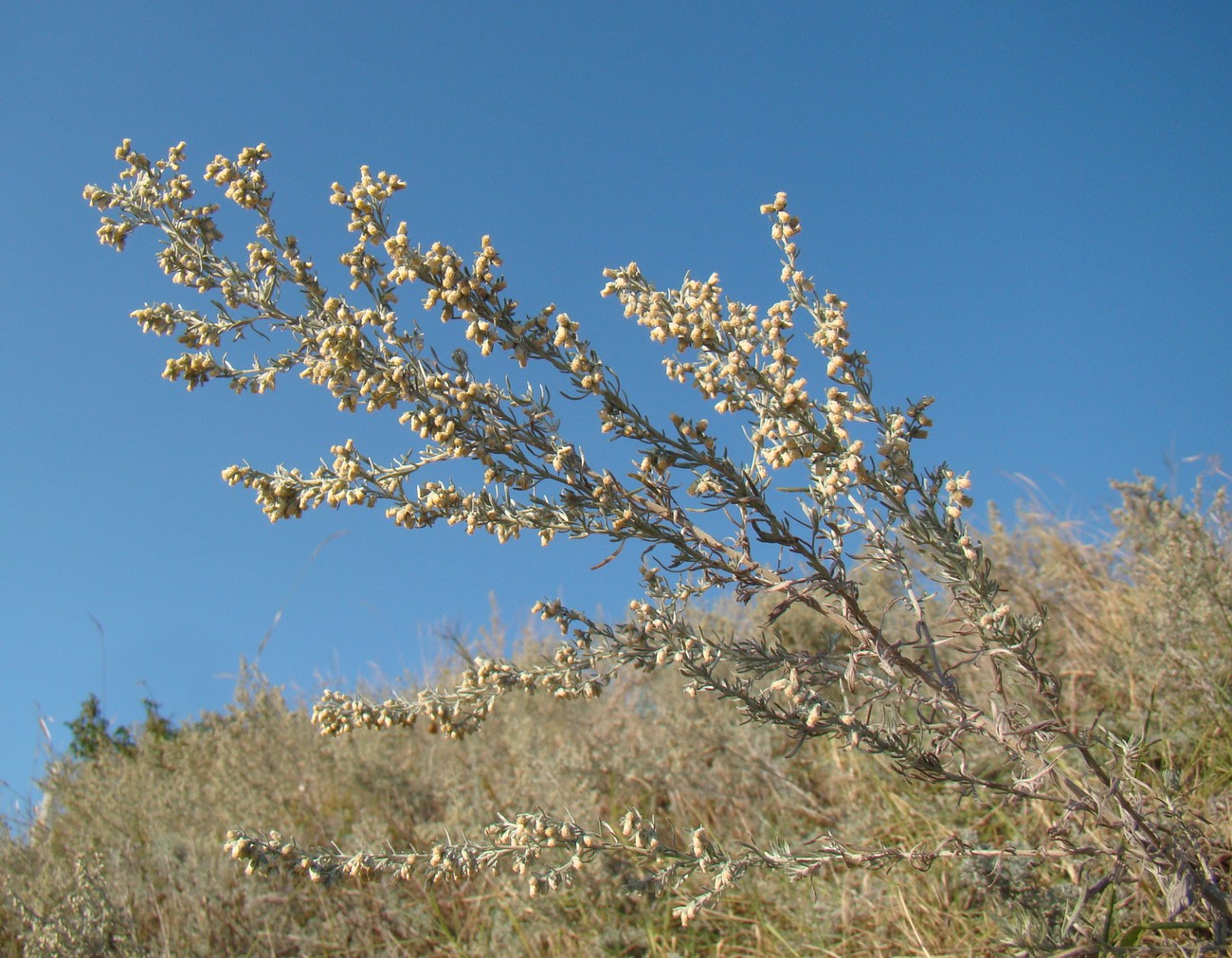 Изображение особи Artemisia austriaca.