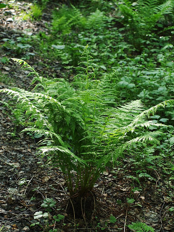 Image of Athyrium filix-femina specimen.