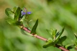 Veronica beccabunga subspecies muscosa