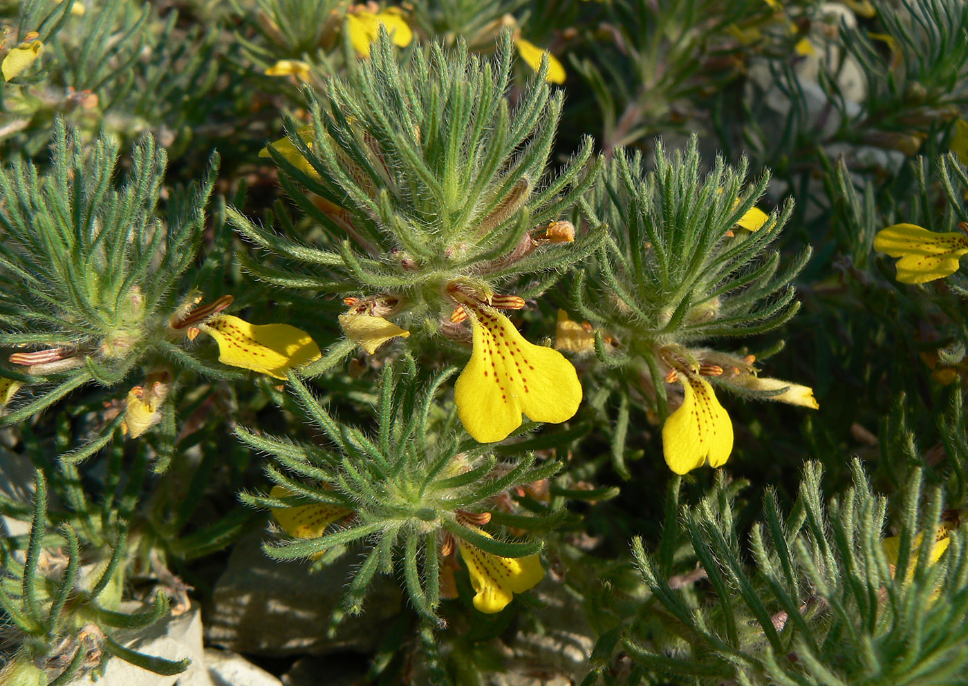 Image of Ajuga chia specimen.