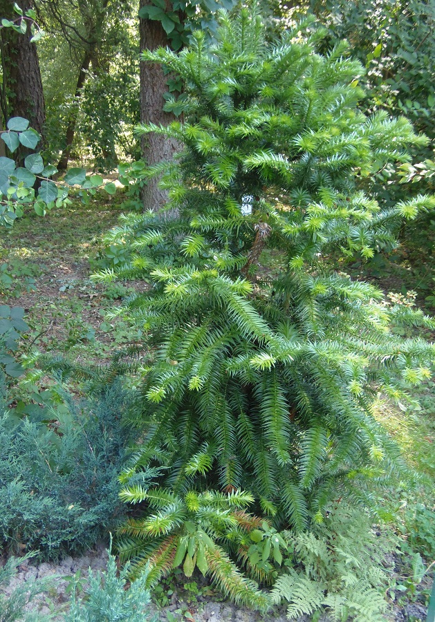 Image of Cunninghamia lanceolata specimen.