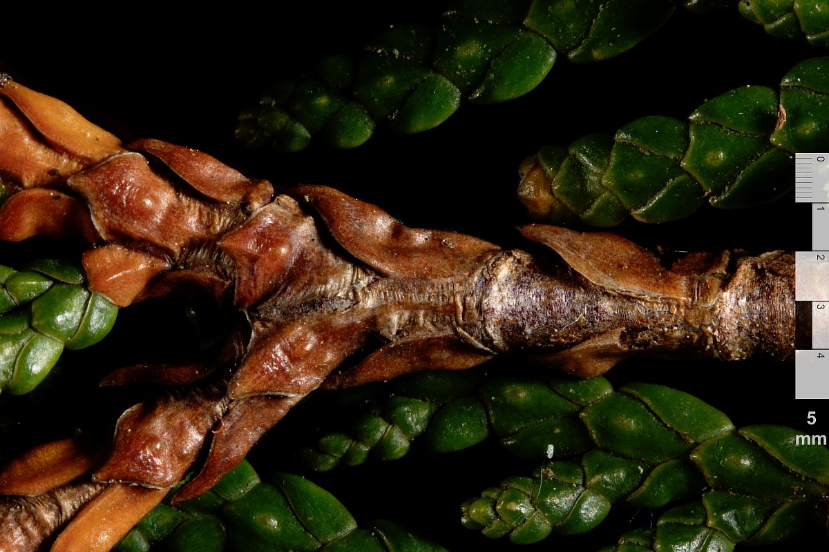 Image of Thuja occidentalis specimen.