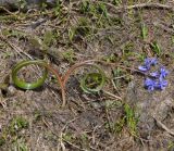 Scilla bifolia