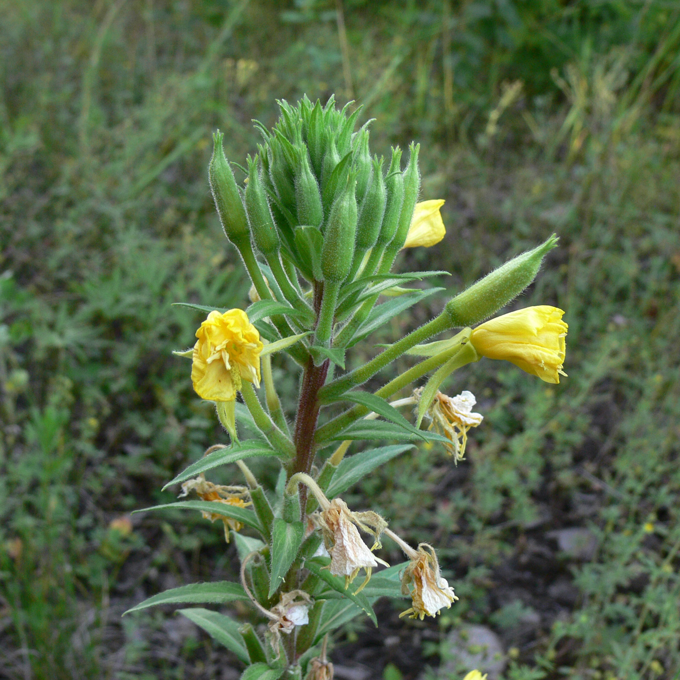 Изображение особи Oenothera rubricaulis.