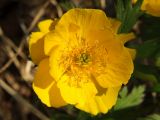 Trollius riederianus