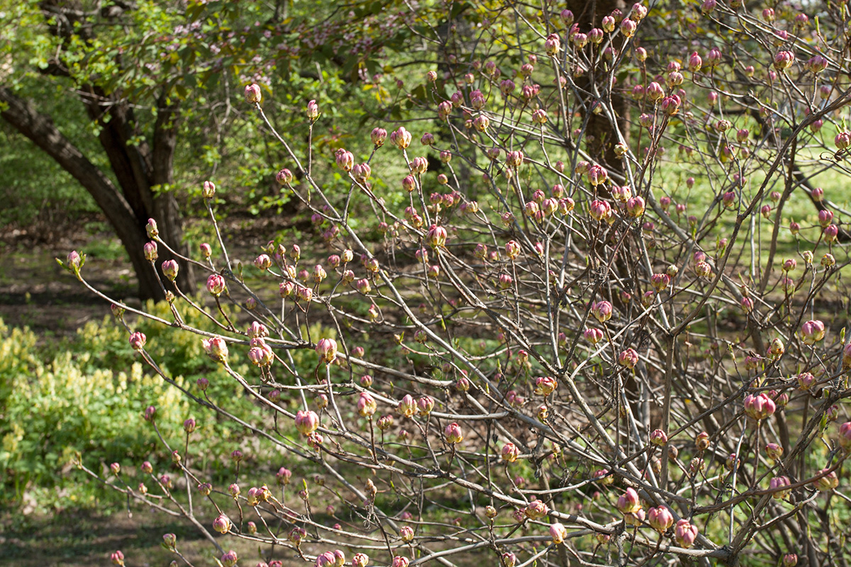 Изображение особи Rhododendron vaseyi.