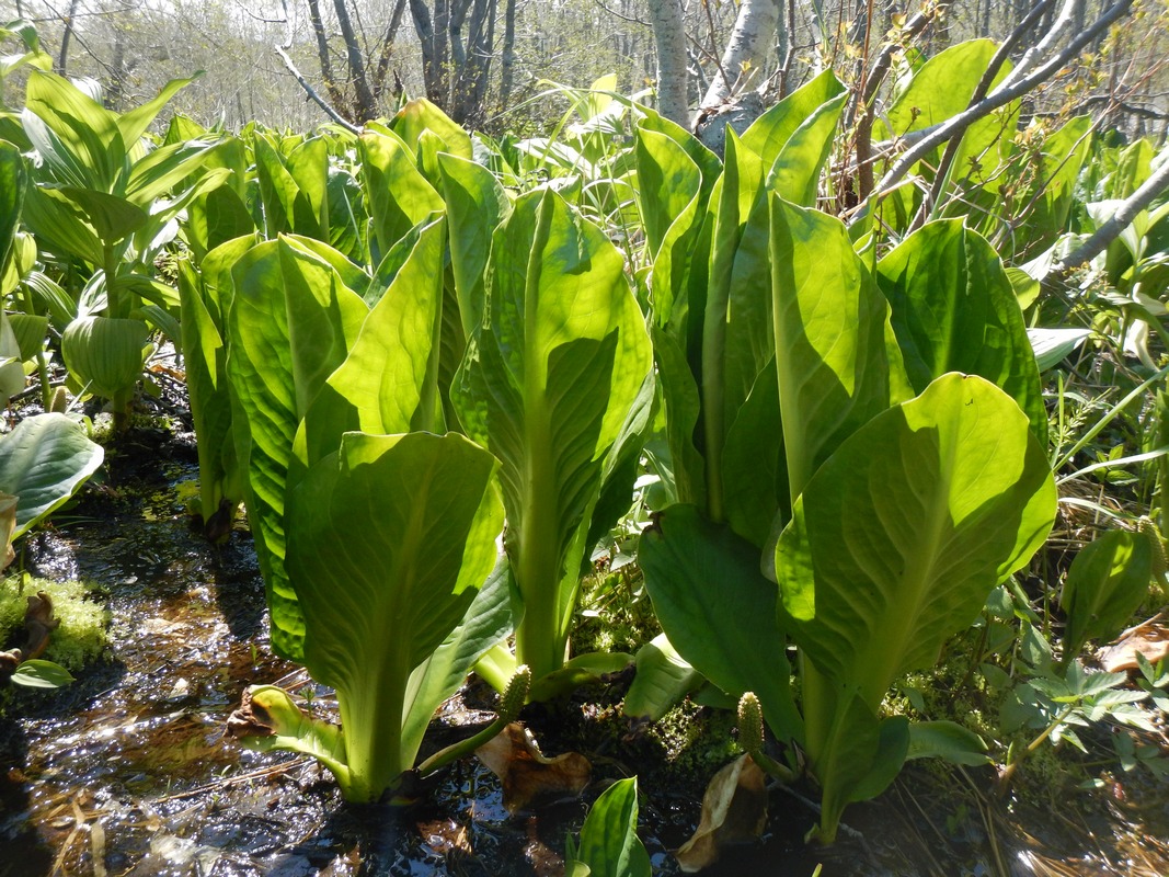 Image of Lysichiton camtschatcensis specimen.