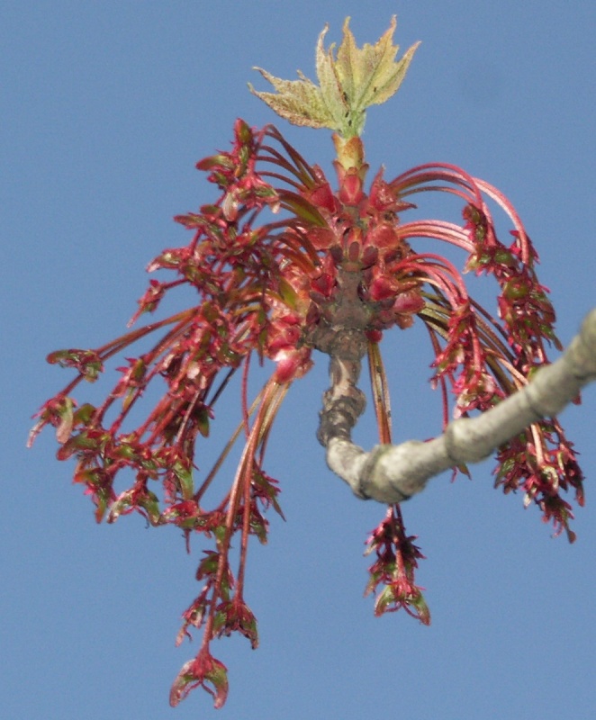 Image of Acer rubrum specimen.