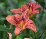 Hemerocallis × hybrida