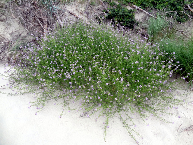 Image of Cakile baltica specimen.