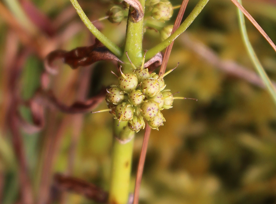 Image of Naumburgia thyrsiflora specimen.