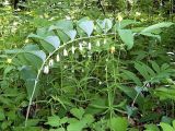 Polygonatum multiflorum. Цветущее растение. Чувашия, окр. г. Шумерля, осиновый лес возле оз. Мочальное. 21 мая 2005 г.