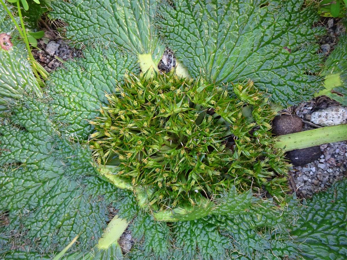 Image of Arctopus echinatus specimen.