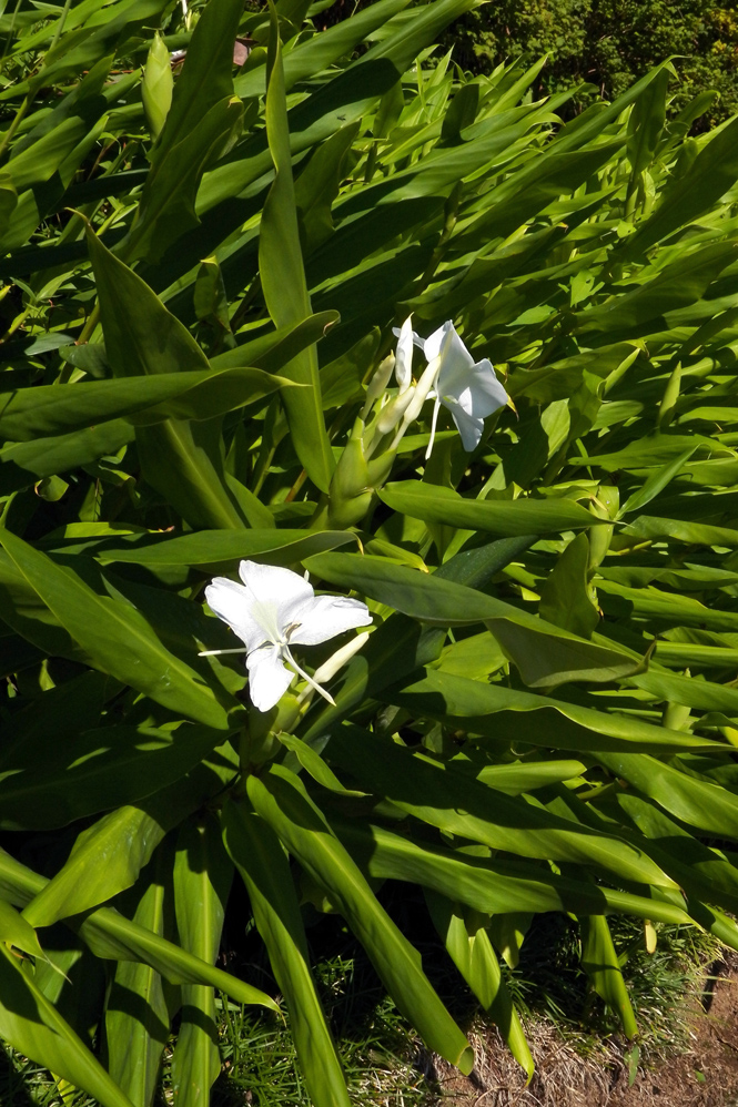 Image of Hedychium coronarium specimen.