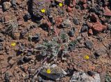 Potentilla sericea. Цветущее растение. Монголия, аймак Архангай, вулкан Хэрийин, ≈ 2200 м н.у.м., каменистый склон. 06.06.2017.