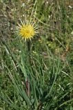 Tragopogon capitatus