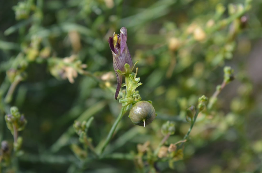 Изображение особи род Linaria.