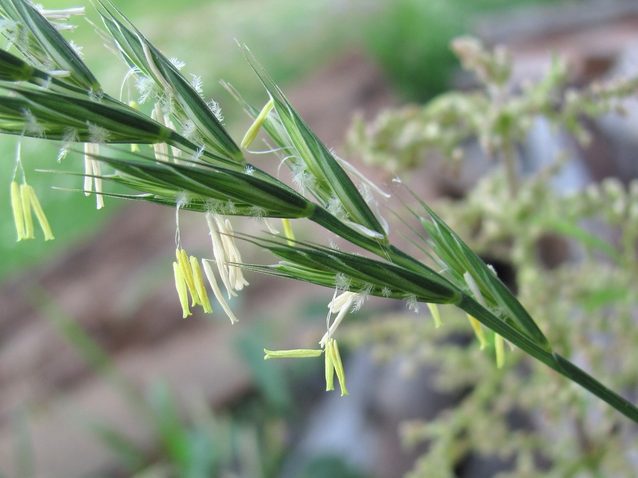 Изображение особи Elytrigia repens.