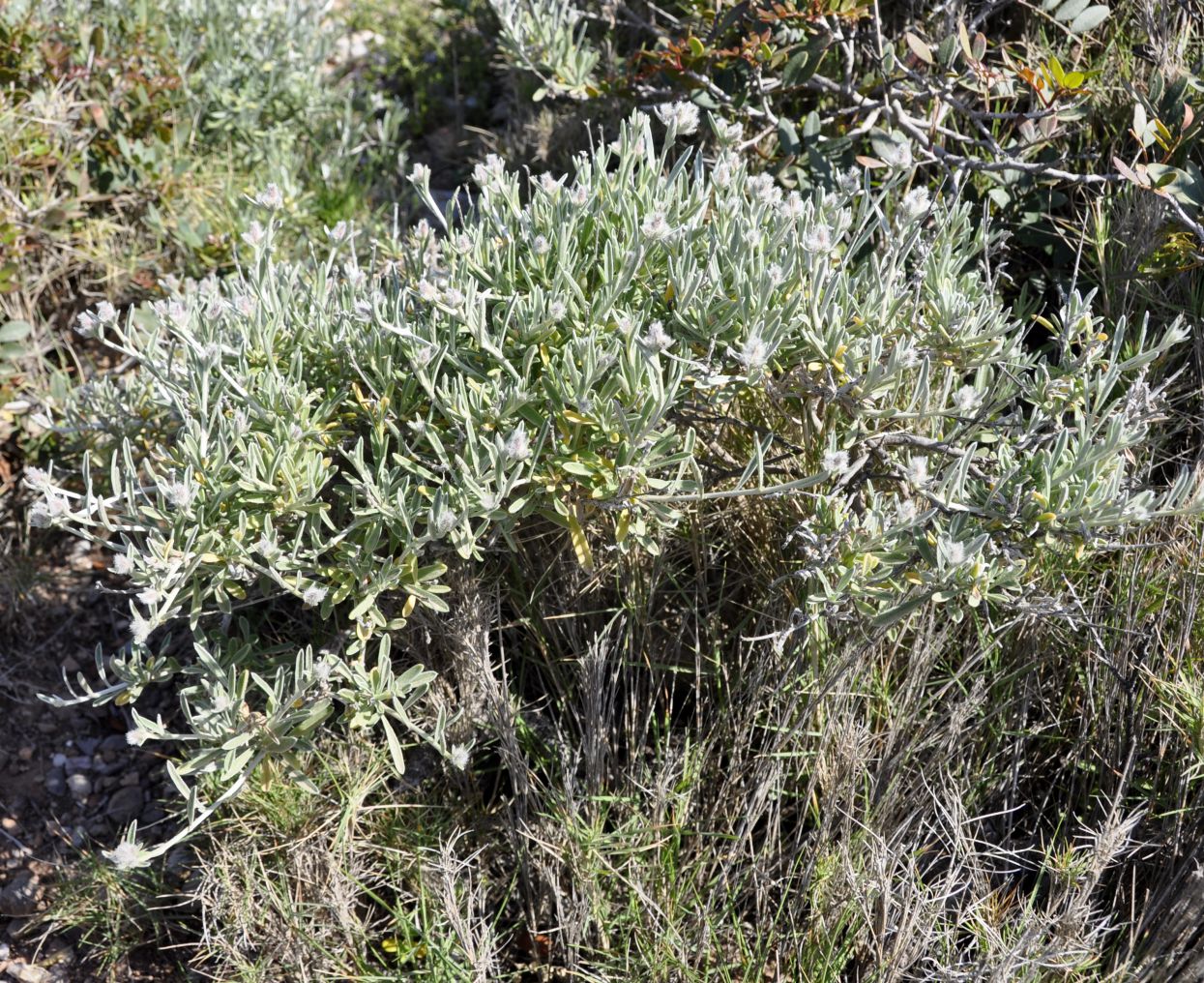 Image of Convolvulus oleifolius specimen.