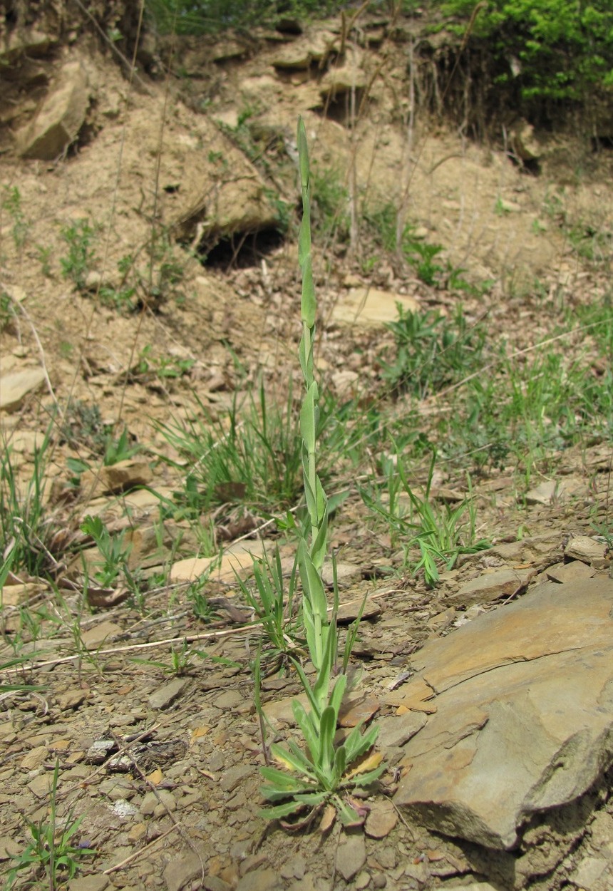 Image of Turritis glabra specimen.