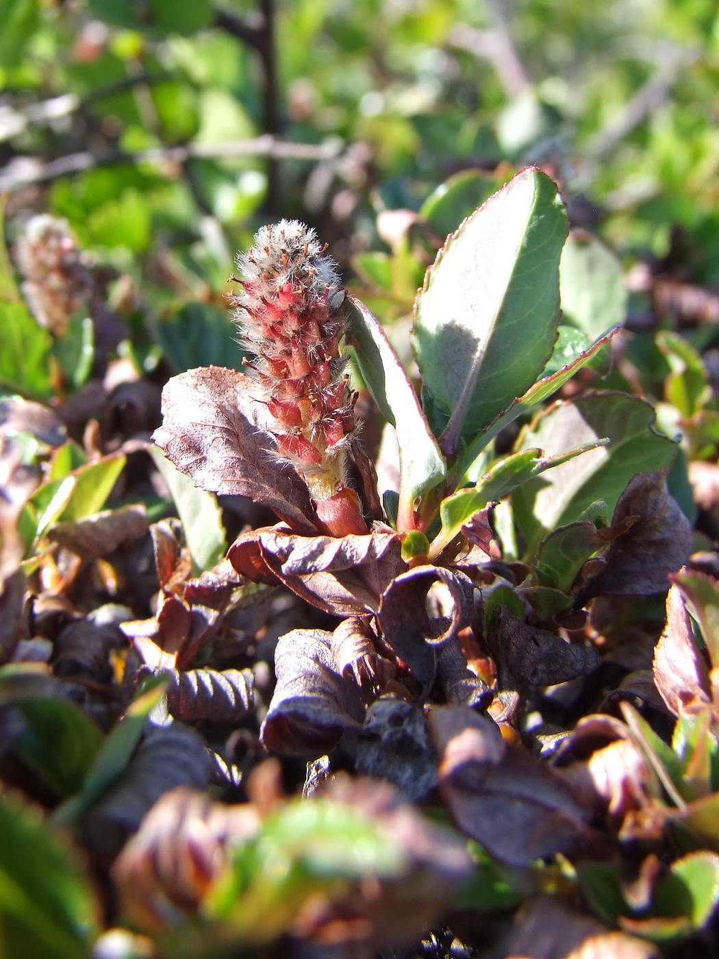 Image of Salix khokhriakovii specimen.