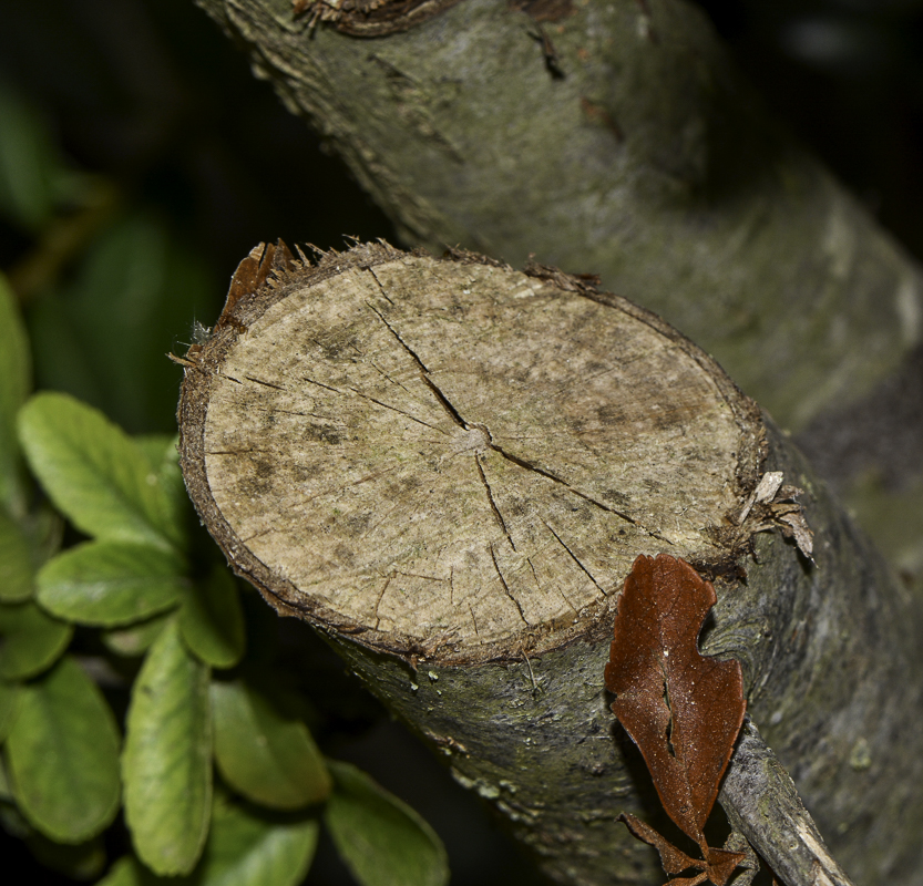 Image of Pyracantha rogersiana specimen.