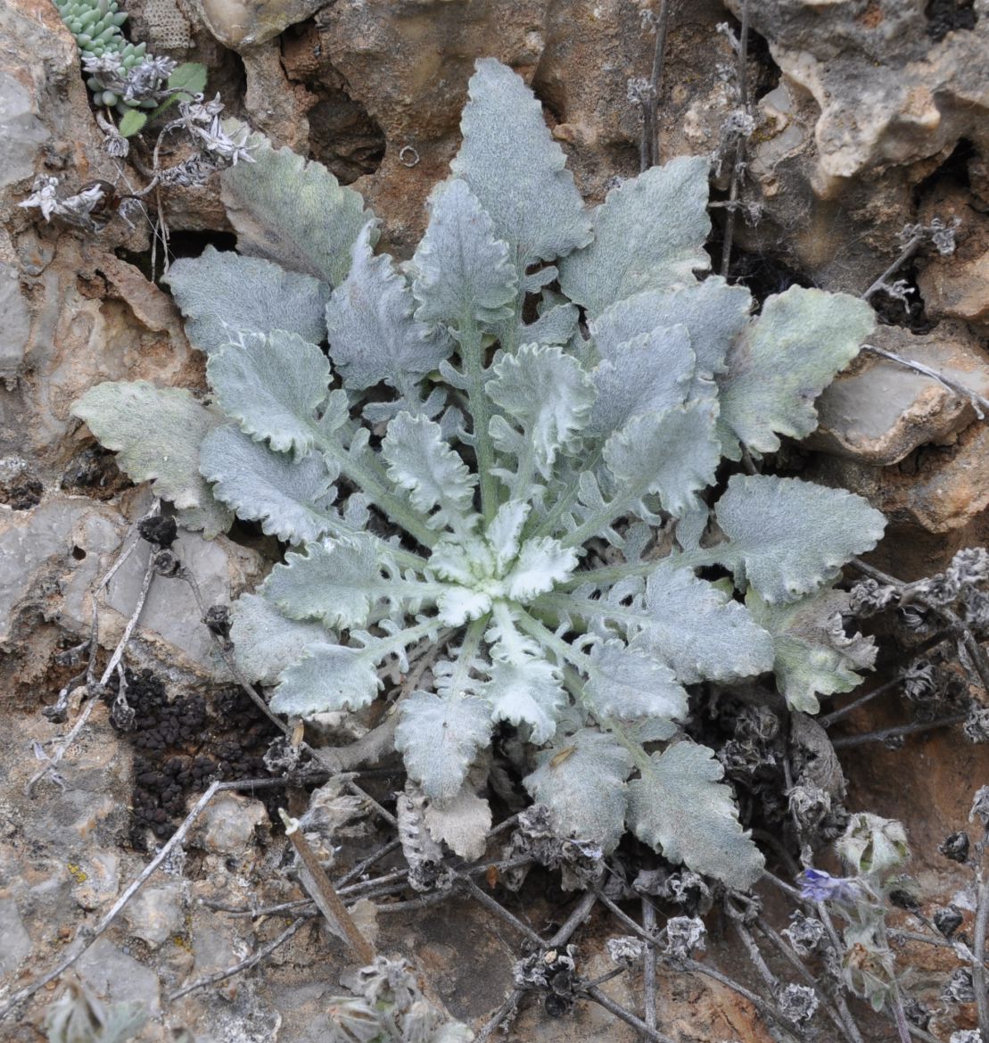 Image of Campanula celsii specimen.