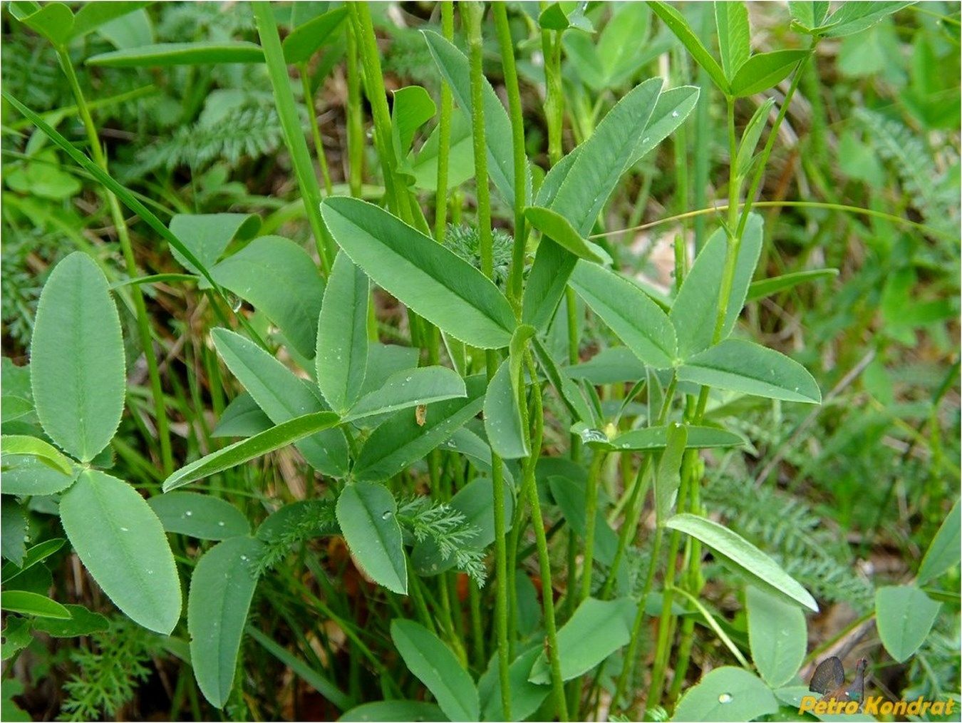 Image of Trifolium montanum specimen.