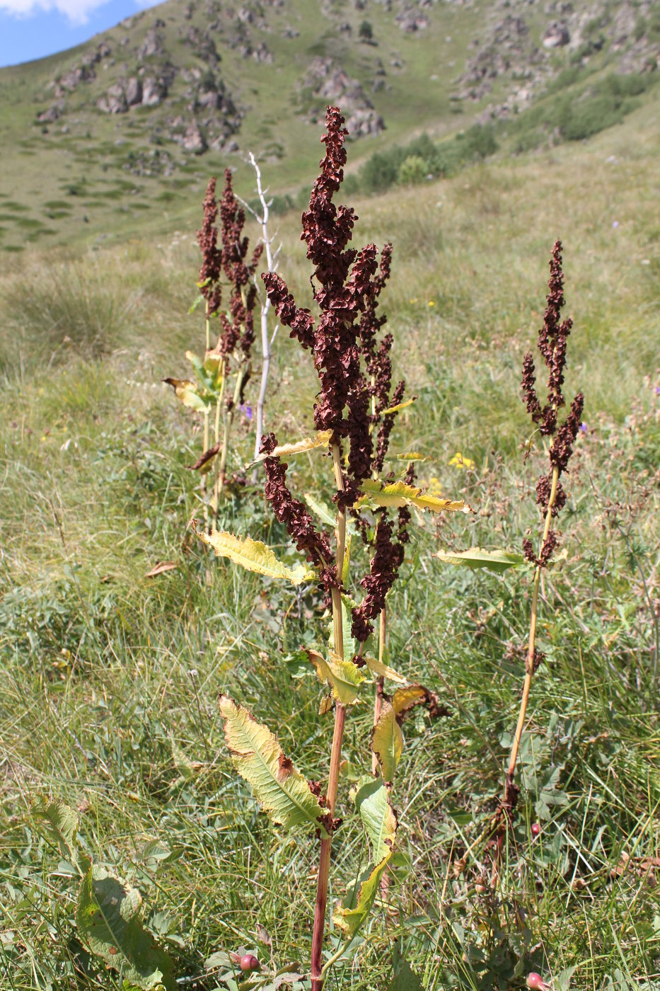 Image of Rumex longifolius specimen.