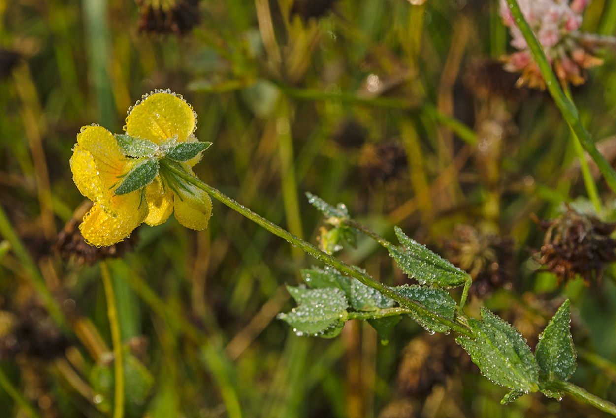 Image of genus Lotus specimen.