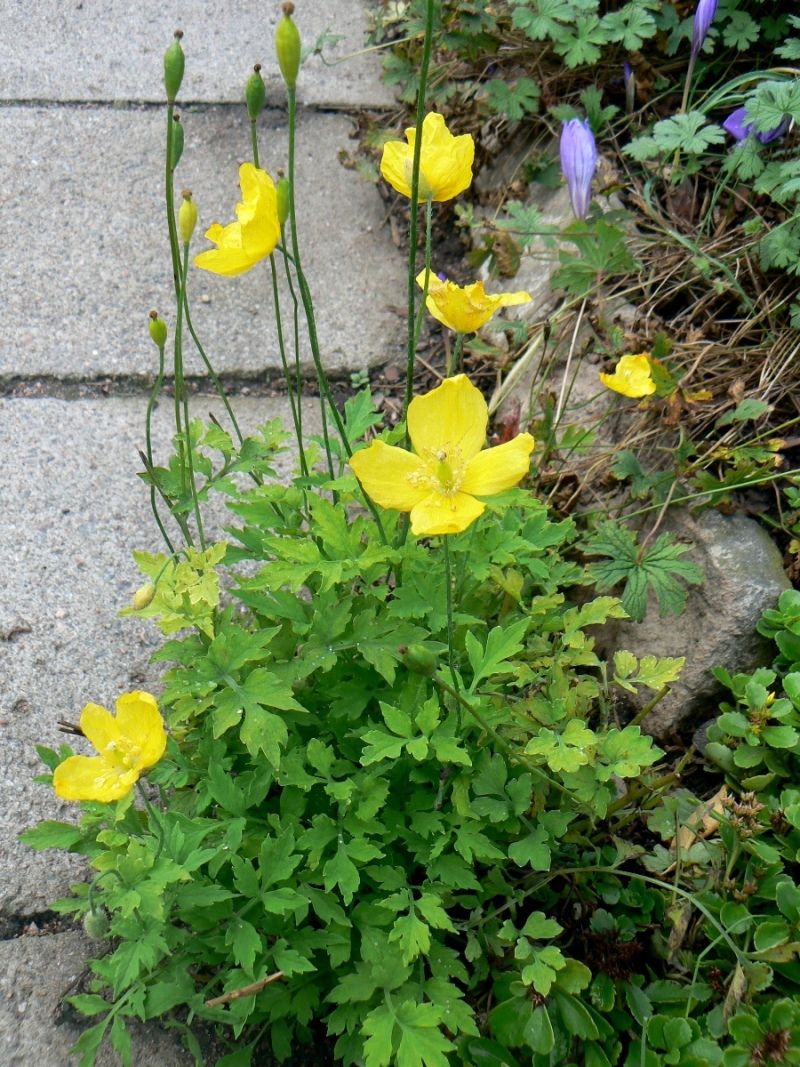 Image of Papaver cambricum specimen.