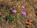 Dianthus fischeri