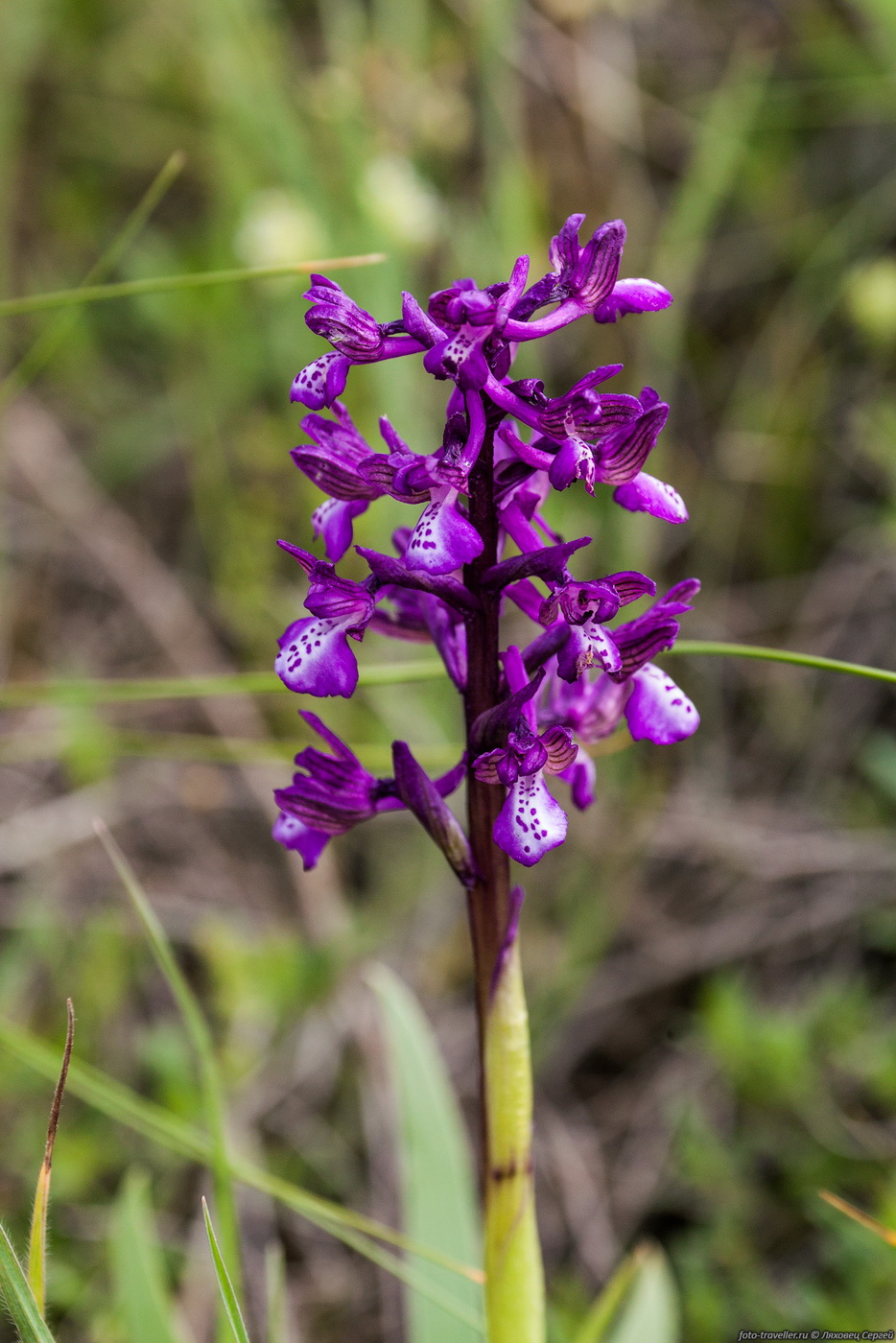 Image of Anacamptis morio ssp. caucasica specimen.