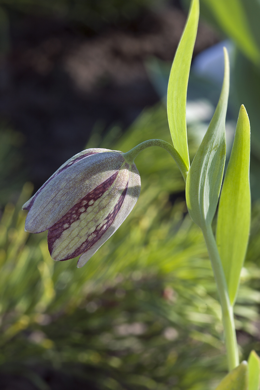 Изображение особи Fritillaria amana.