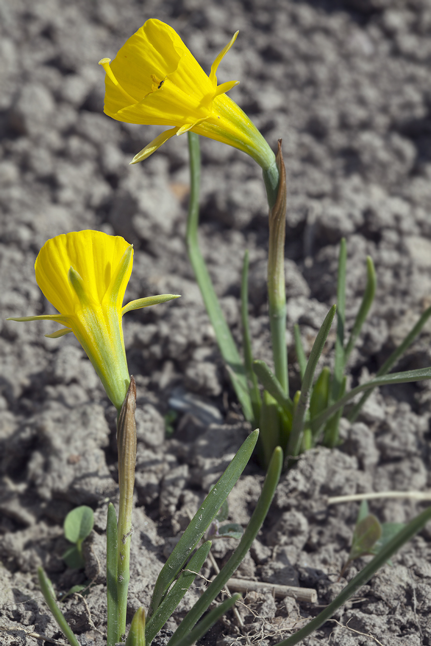 Image of Narcissus bulbocodium specimen.