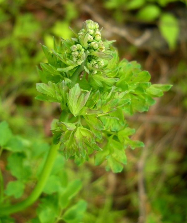 Image of genus Thalictrum specimen.